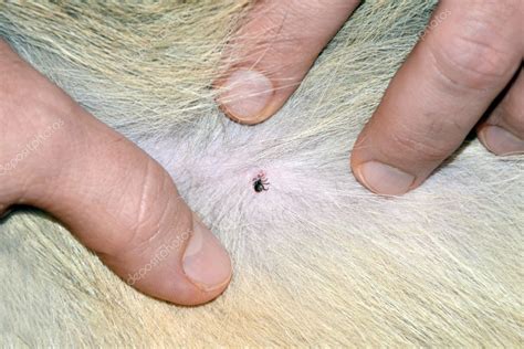 Removing Tick Attached To Dog — Stock Photo © Jhphotography 45179881