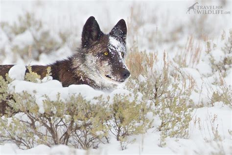 A Guide To Wolf Watching In Yellowstone In Winter Artofit