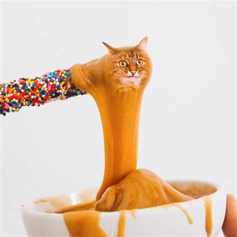 Cats Photoshopped Into Food Animals