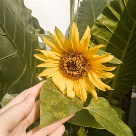 Sunflower In The Morning Green Leaf Yellow Stock Photo Image Of Leaf