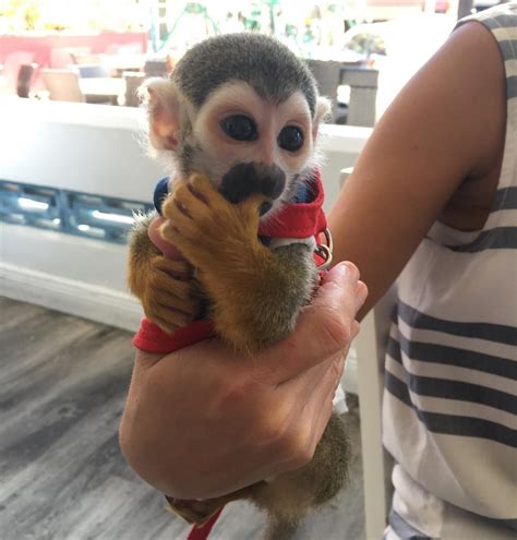 Squirrel Monkey Animals For Sale Iron Station Road Nc