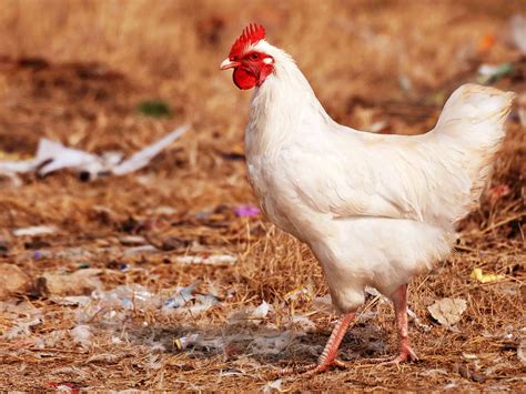 Sustainable Solution For The Utilisation Of Poultry Litter