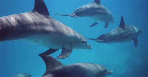 Kangaroo Island 2 Hour Dolphin Seal And Snorkeling Tour