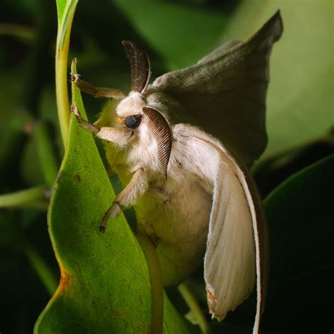 Mariposa Bombyx Mori Venezuelan Poodle Moth Cute Moth Morus Alba