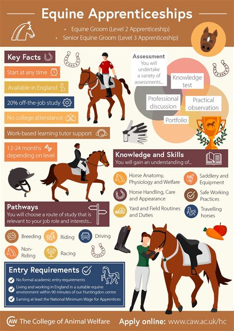 Equine Apprenticeships Infographic Horse Care Horse Information