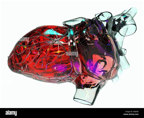 Model Of Artificial Human Heart Stock Photo Alamy