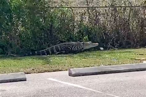 Florida Gator Chases People Through Wendys Parking Lot Plandemic