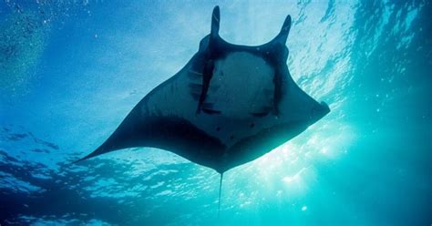 The Beauty And Brains Of The Giant Manta Ray Flipscience Top