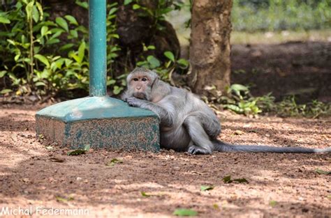 Lazy Monkey In Cambodia Photography Animals Photography Cambodia