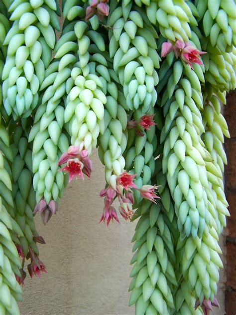 Donkey Tail Flowering Succulents Planting Succulents Xeriscape