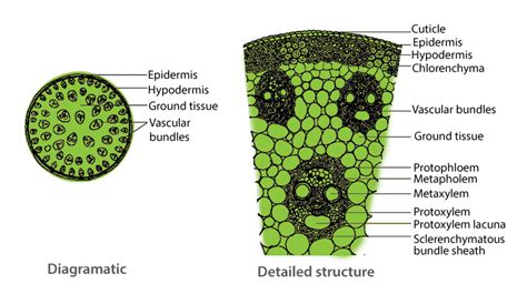 Cross Section Of Dicot Stem