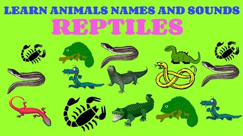 Learn Animals Names And Sounds Learn Animals Names And