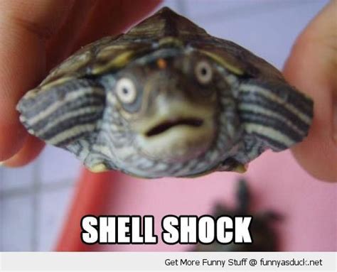 Shell Shock Funny Pinterest