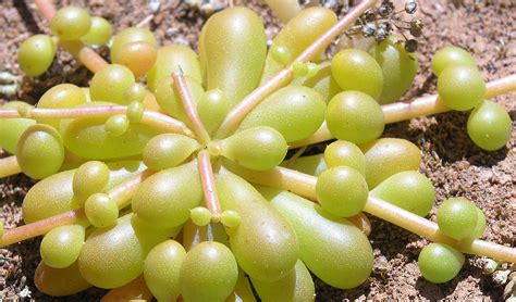 Australias Succulent Plants Australian Geographic