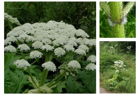 Invasive Giant Hogweed Spreading In Ottawa Avoid Contact Say Experts
