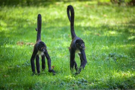 What Do Spider Monkeys Eat? - IMP WORLD