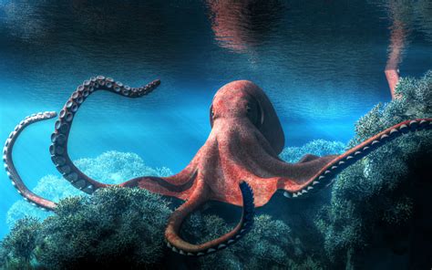 Amazing Octopus Facts Daily Story