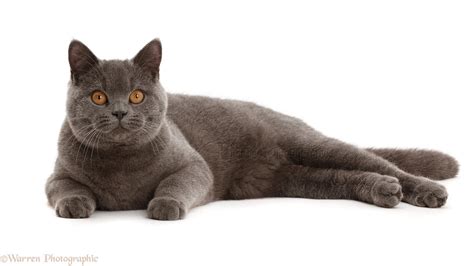 Blue British Shorthair Cat Handsome Young Solid Blue British Shorthair