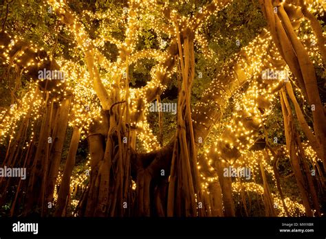 Festive Illuminated Trees Brisbane Queensland Australia Stock Photo