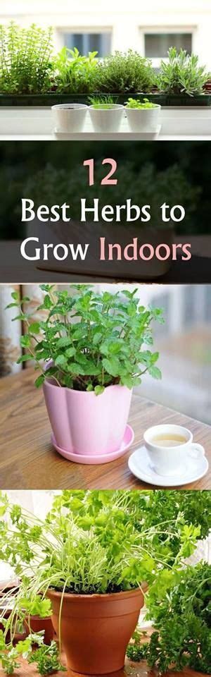 5 Herbs To Grow Inside Year Round Best Herbs To Grow Growing Herbs