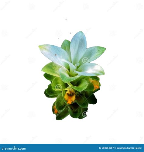 Turmeric Flower Isolated With White Background Stock Image Image Of