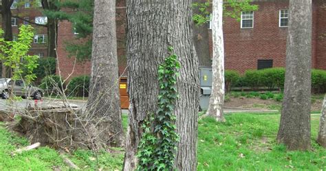 Ode Street Tribune English Ivy Threatens Park Tree
