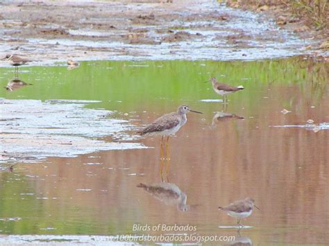 Birds Of Barbados October Big Day And Global Bird Weekend Images