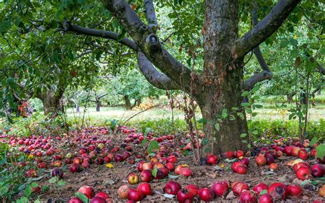 Apple Tree Wallpaper 53 Pictures