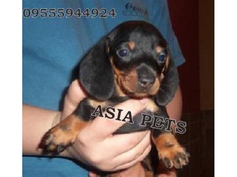Visit us now to find your dog. Dachshund puppies price in chennai, Dachshund puppies for sale in chennai