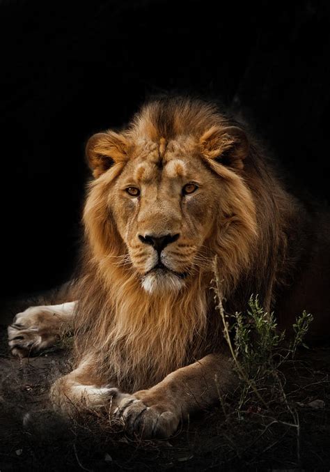 Beast Is A Powerful Maned Male Lion Impressively Lies And Rest