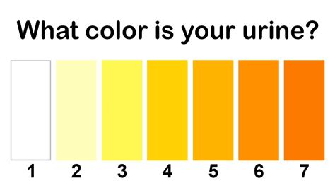 Check Your Urine Colour Colourchat Urine Color Chart What Color Is
