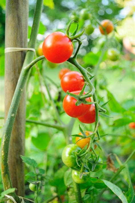 Supporting Tomato Plants Thriftyfun