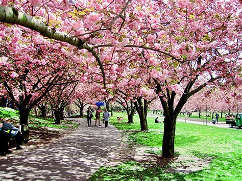 Sakura Matsuri 2017 Brooklyn Botanic Garden Cherry Blossom Festival
