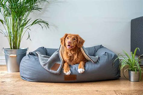 Dog Bed Buying Guide