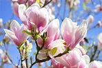 April - Plant of The Month - The Magnolia - Holland House Garden Centre ...