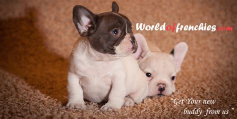 We started our passion with bulldogs in 2004. The Best Parrots In The World: French Bulldog Breeders ...