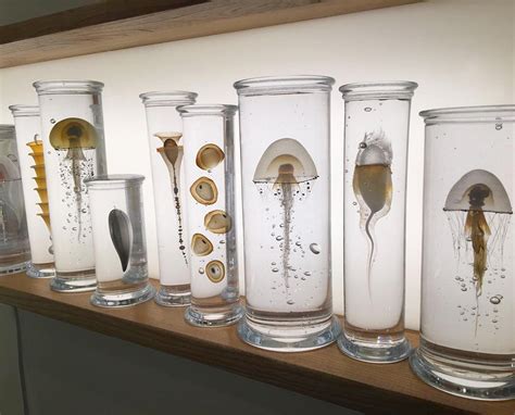 Exquisite Marine Life Specimens Imagined In Glass By