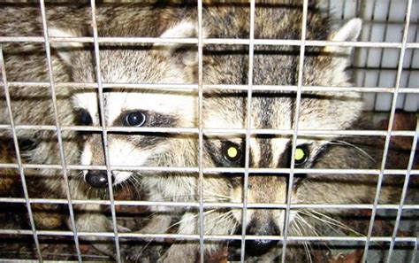 Two Raccoons In A Cage Looking At The Camera