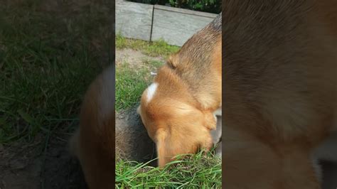 Cute Beagle Digging Up The Garden Youtube