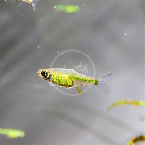 Neon Green Tropical Fish