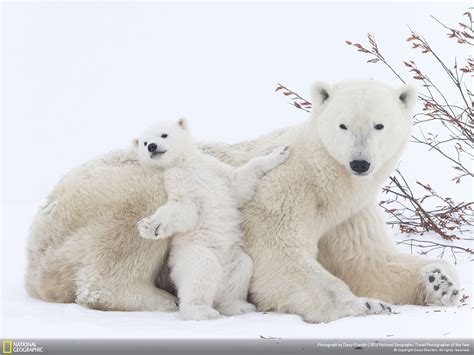 Polar Bear Baby 2016 National Geographic Wallpaper Preview