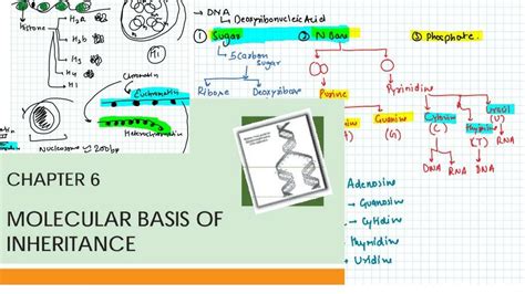 Inheritance Diagram Biology Diagram Media