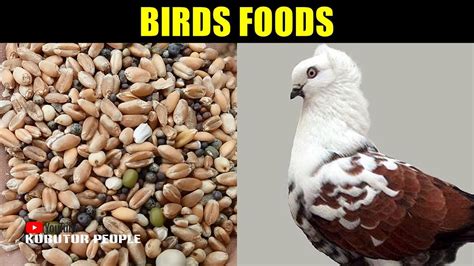 Pigeon Food Best Pigeons Mix Feed And Food Bird Foods Collection