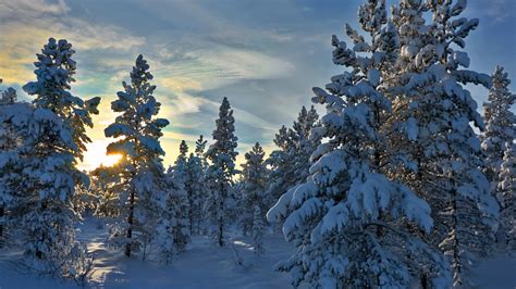 Wallpaper Norway Hedmark County Trees Snow Sun Rays Winter