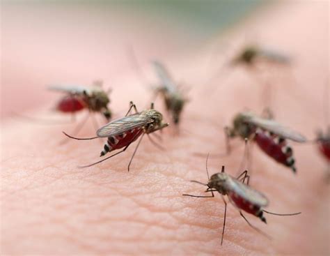 Mosquito Control Services In Triumph Pest Solutions Sheboygan County
