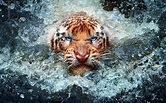 Wild Photography Wallpapers - Top Free Wild Photography Backgrounds ...