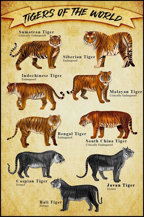 Endangered Tigers Of The World Animal Infographic Tiger Conservation