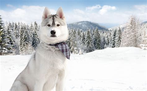 Snow Cute Dogs Wallpapers Top Free Snow Cute Dogs Backgrounds