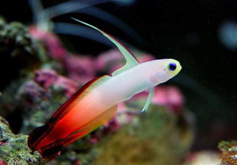 Marine Life Fire Goby Fish