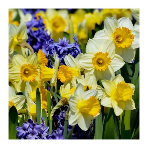 Daffodils Hyacinthsat Veldheer Tulip Farm Fat Chance